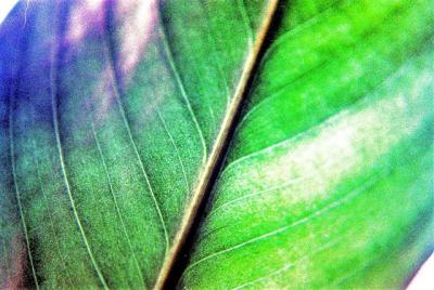 Leaf.JPG