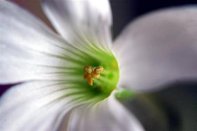 Flower.jpg
