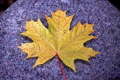 Leaf2.jpg