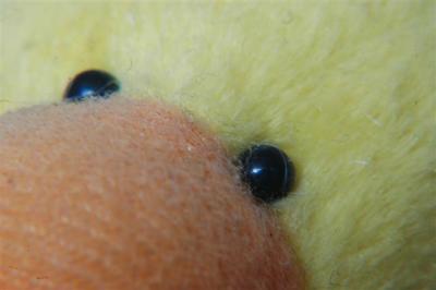 Macro 19.jpg