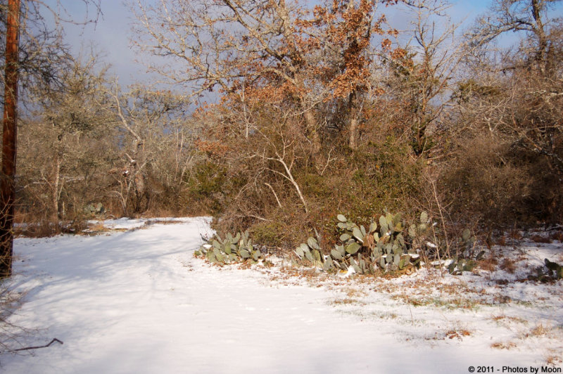 February 4th 2011 - Snowy Texas - 1619.jpg