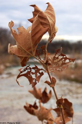 January, 7th, 2011 - Old Leaves - 1428.jpg