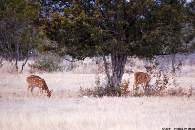January 28th 2011 - Axis Deer - 1611.jpg