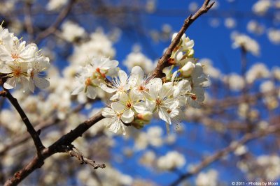 March 5th, 2011 - Blossoms - 1778.jpg