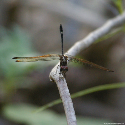 Dragonfly P0710.jpg
