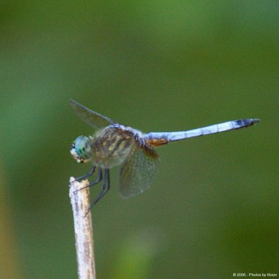 Dragonfly 0701.jpg