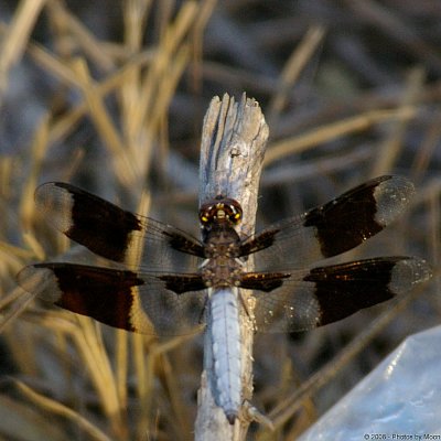 August 9th, 2006 - Dragonfly 0970