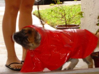 A raincoat for dogs? What the ????