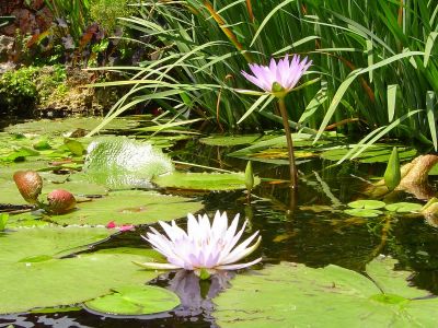 Water Lillies