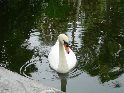 Swan Lake