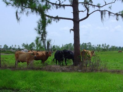 Bok Tower Gardens Lake Wales