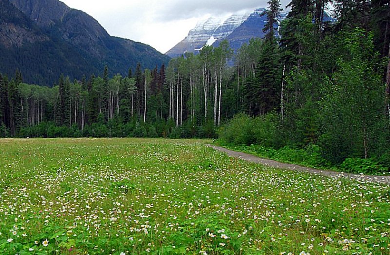 Mt. Robson In Clouds