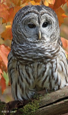 Barred Or Hoot Owl 8
