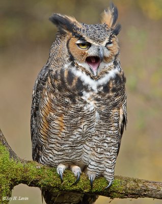 Great Horned Owl 7