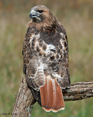 Red-Tailed Hawk 4
