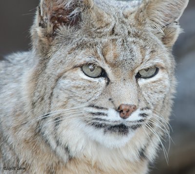 Bobcat