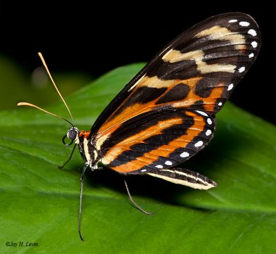 Variable Tigerwing