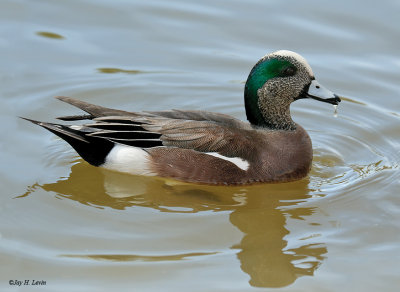 American Widgeon (Male)