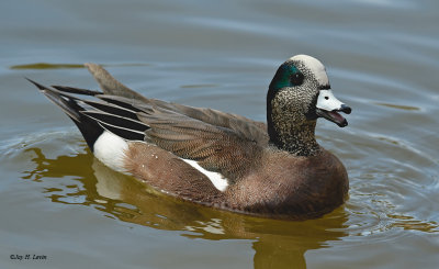 American Widgeon 2 (Male)