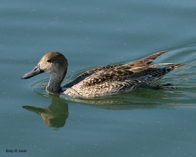 Northern Pintail (Female)