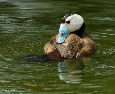 White-headed Duck 2 (Male)