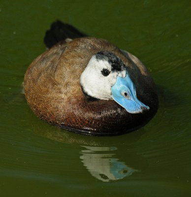 White-headed Duck (Male)---Last 5 Images
