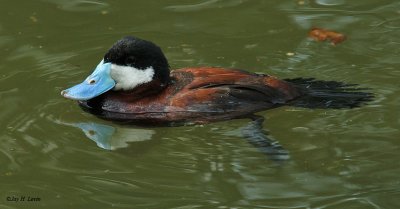 Ruddy Duck (Male)
