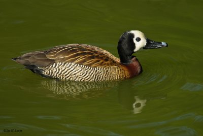 White-faced Whistling Duck