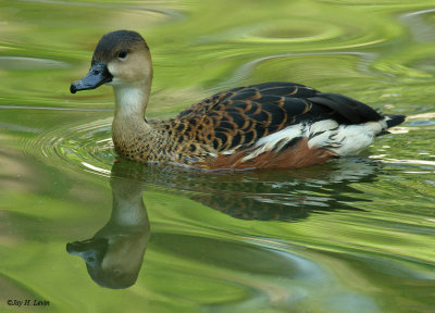 Wandering Whistling Duck 