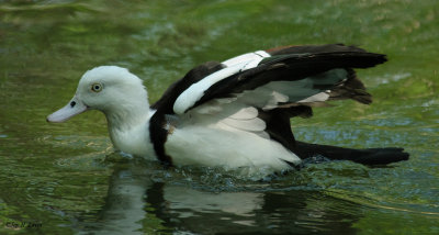 Radjah Shelduck 2
