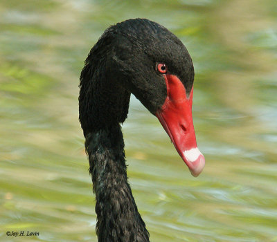 Black Swan Portrait