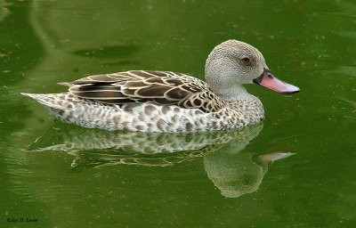 Cape Teal