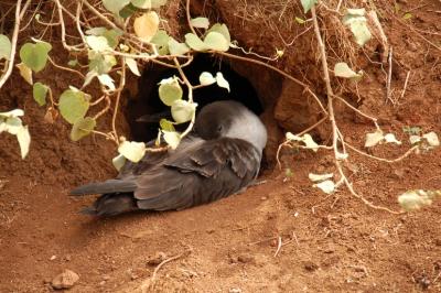 Wedge-tailed Shearwater At A Burrow Entrance