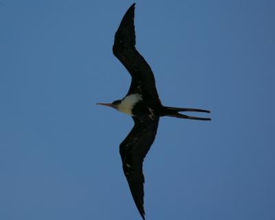 Great Frigate Bird 5