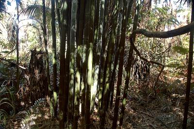 Bamboo Trees