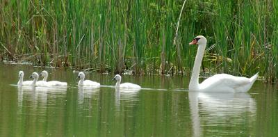 Swan Cygnets With Their Mother