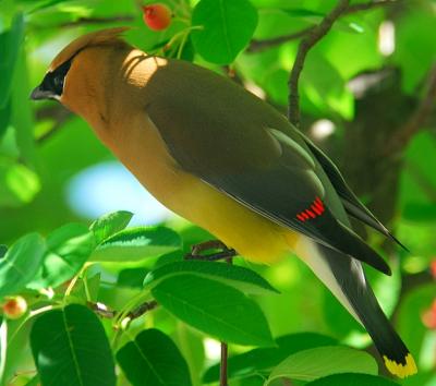 Another View Of This Cedar Waxwing