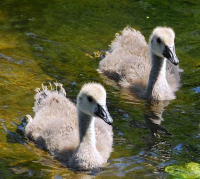 Canadian Goose Goslings