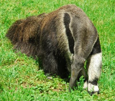 Close-Up Of An Anteater.  It Doesn't Get Any Better Than This!