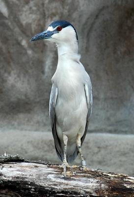 Black-Crowned Night Heron