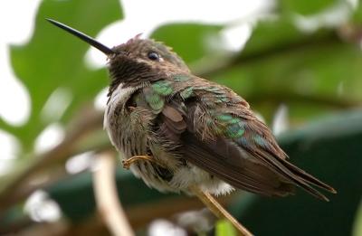 Some Residents of Butterfly World, Coconut Creek, Florida