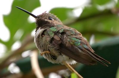 Berryline Hummingbird (tentative identification)