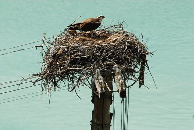 Close-Up of Osprey's Nest With Chick and Egg