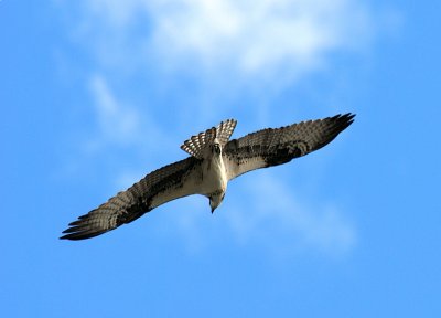 Osprey In Flight Over The Vermilion Lakes