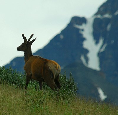 Elk On A Hillside