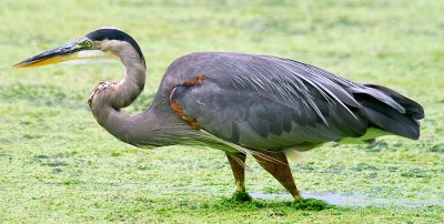 Great Blue Heron Slogging Through The Gook