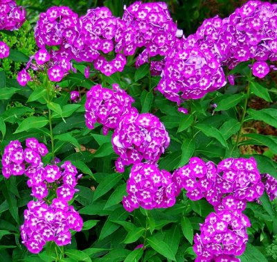 Garden Phlox