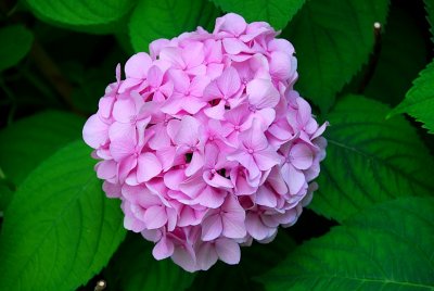 Hydrangea