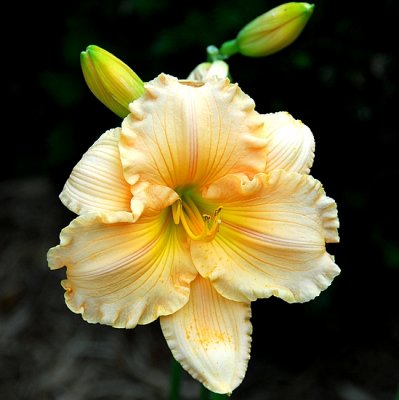 Day Lily