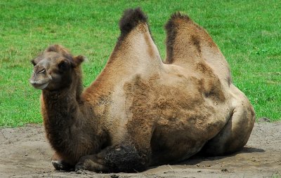Hey, Am I Dromedary Or Bactrian? If You Can Figure That Out, You Should Be  A Contestant  On Jeopardy!